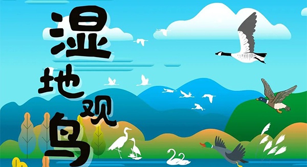 【独立观鸟一日营】走进白马湖湿地，一路来探寻鸟儿的奥秘