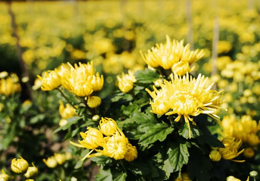 IM体育·(中国区)官方网站 -APP下载